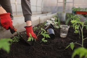 Greenhouse Planting Spring Beds  - Katya_Ershova / Pixabay